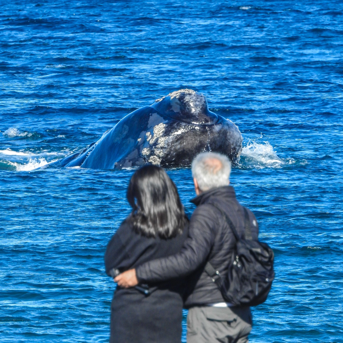 Excursión Solo Ballenas con Avistaje Costero