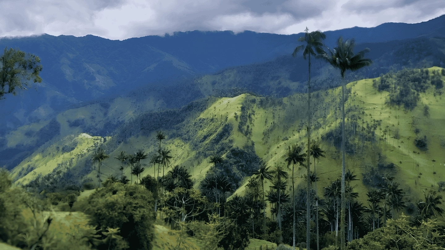 Salento, Cradle of wax palm, Carbonera Hike Journey