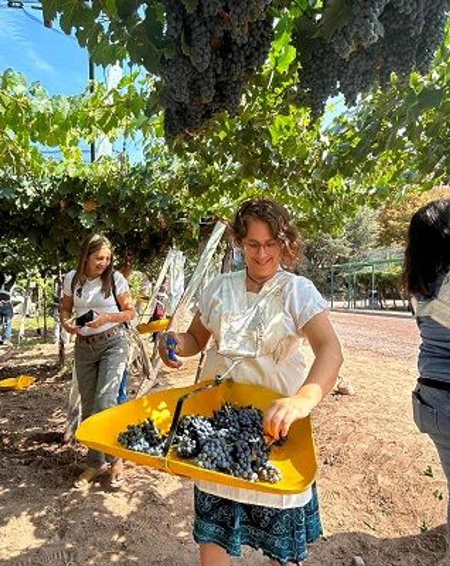 El programa "Vení a cosechar" lo invita a sumergirse en el espíritu de la vendimia dentro de los viñedos de Bodega Santa Julia, en Maipú. La experiencia comienza en la tranquilidad de Casa del Visitante con un desayuno liviano al aire libre para cargar energías antes de la jornada. Luego, el equipo de expertos de la bodega le entregará el equipamiento necesario y le brindará una capacitación guiada sobre la selección de racimos y la técnica de corte, permitiéndole comprender la importancia de este oficio manual en el ciclo del vino. Tras disfrutar del trabajo en los cuadros de vid bajo el sol mendocino, tendrá un momento de hidratación y descanso para luego recorrer la bodega, conocer los procesos de vinificación y realizar una degustación de etiquetas seleccionadas. Como broche de oro, disfrutará de un almuerzo regional en los jardines, donde podrá elegir entre las famosas empanadas de la Chacha o un menú criollo de pasos, siempre maridado con los varietales de la casa.