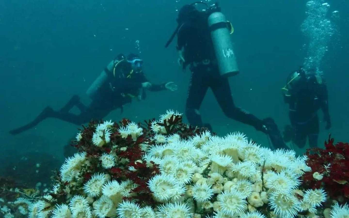Tour de Buceo desde La Serena con Equipo Incluido