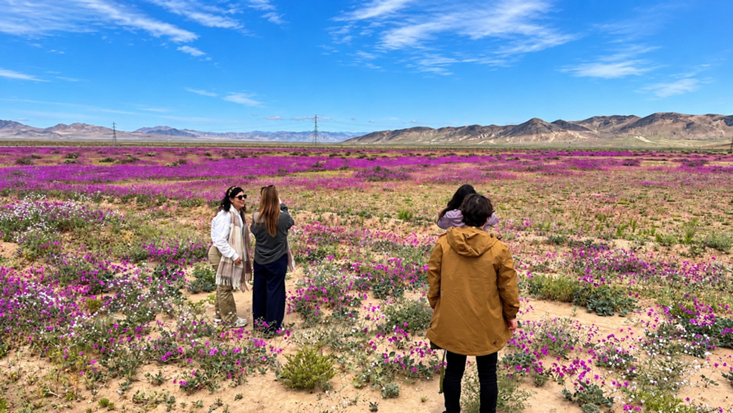 Tour por el Desierto Florido de Atacama desde La Serena 2026