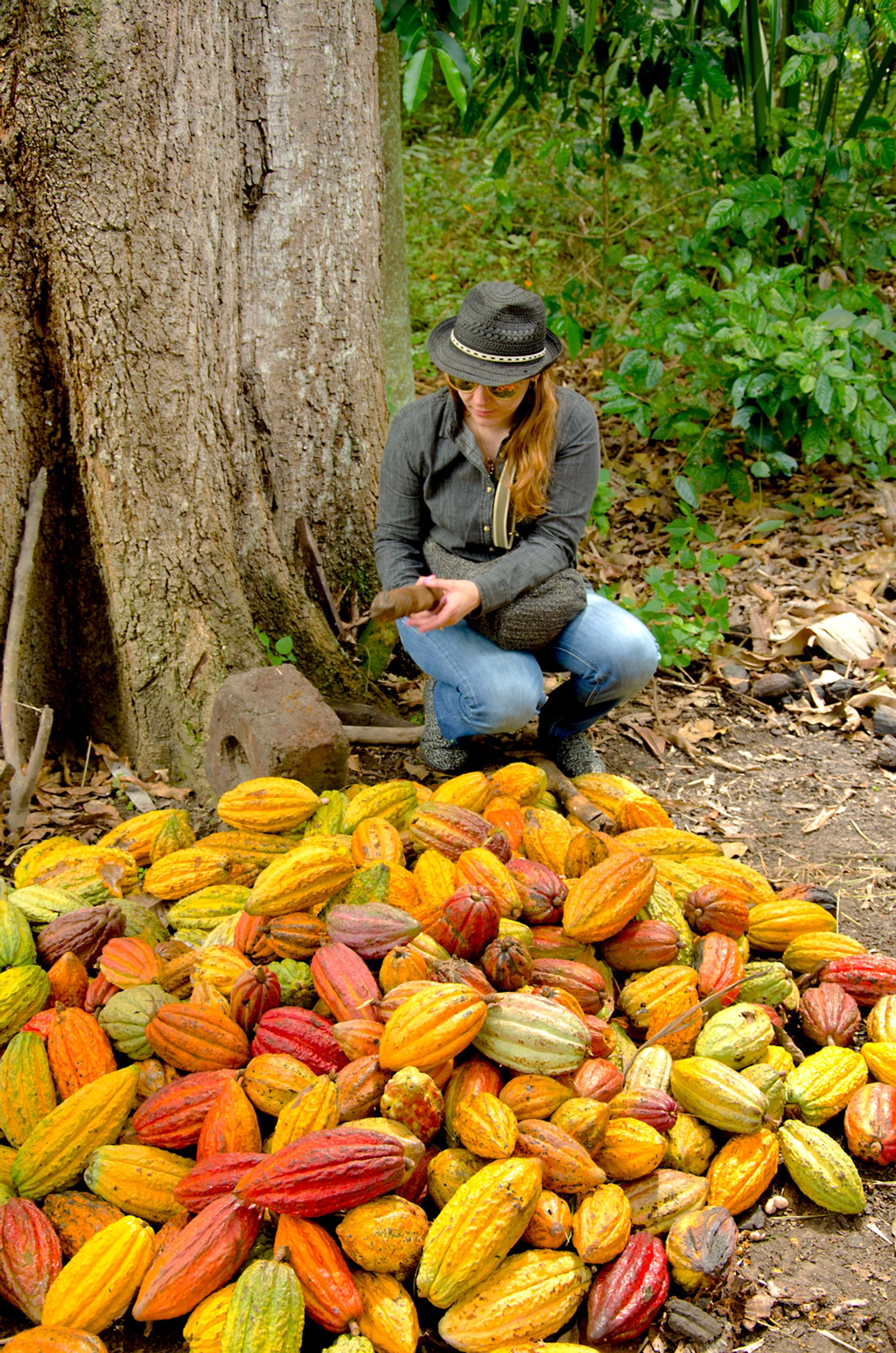 De la Semilla a la Taza: Una travesía sensorial por el Cacao y el encanto de Filandia