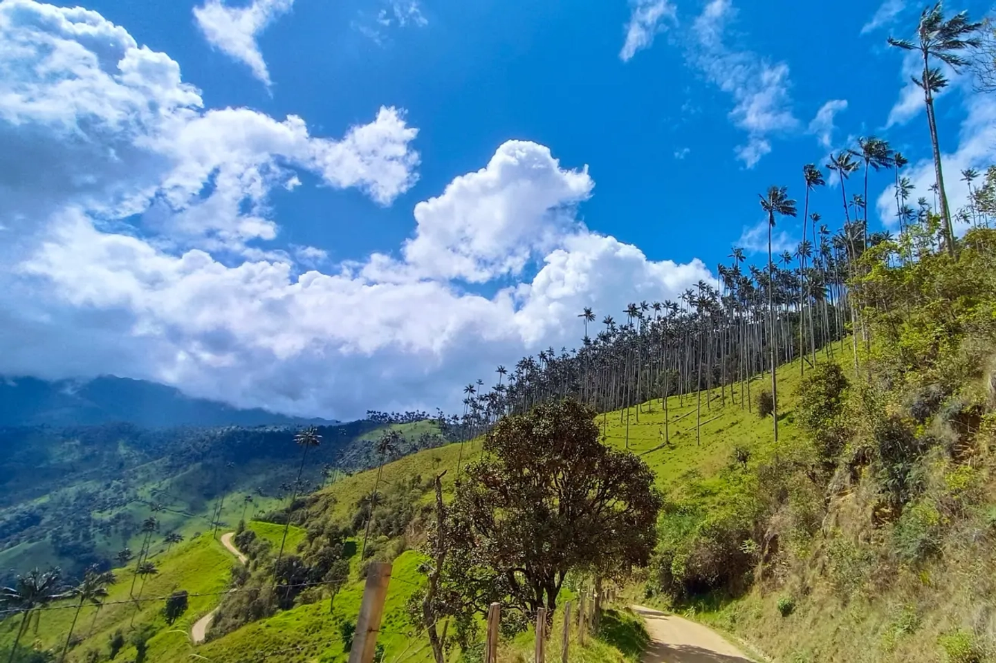 Tour tradicional la Carbonera Desde Salento