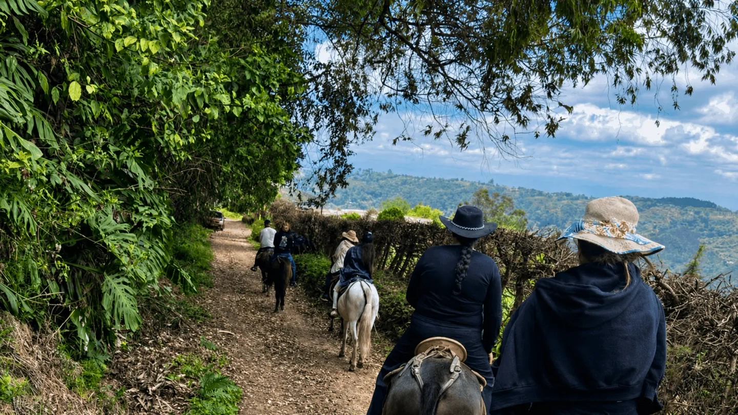 Cabalgata fincas cafeteras, bosque y rio Boquerón