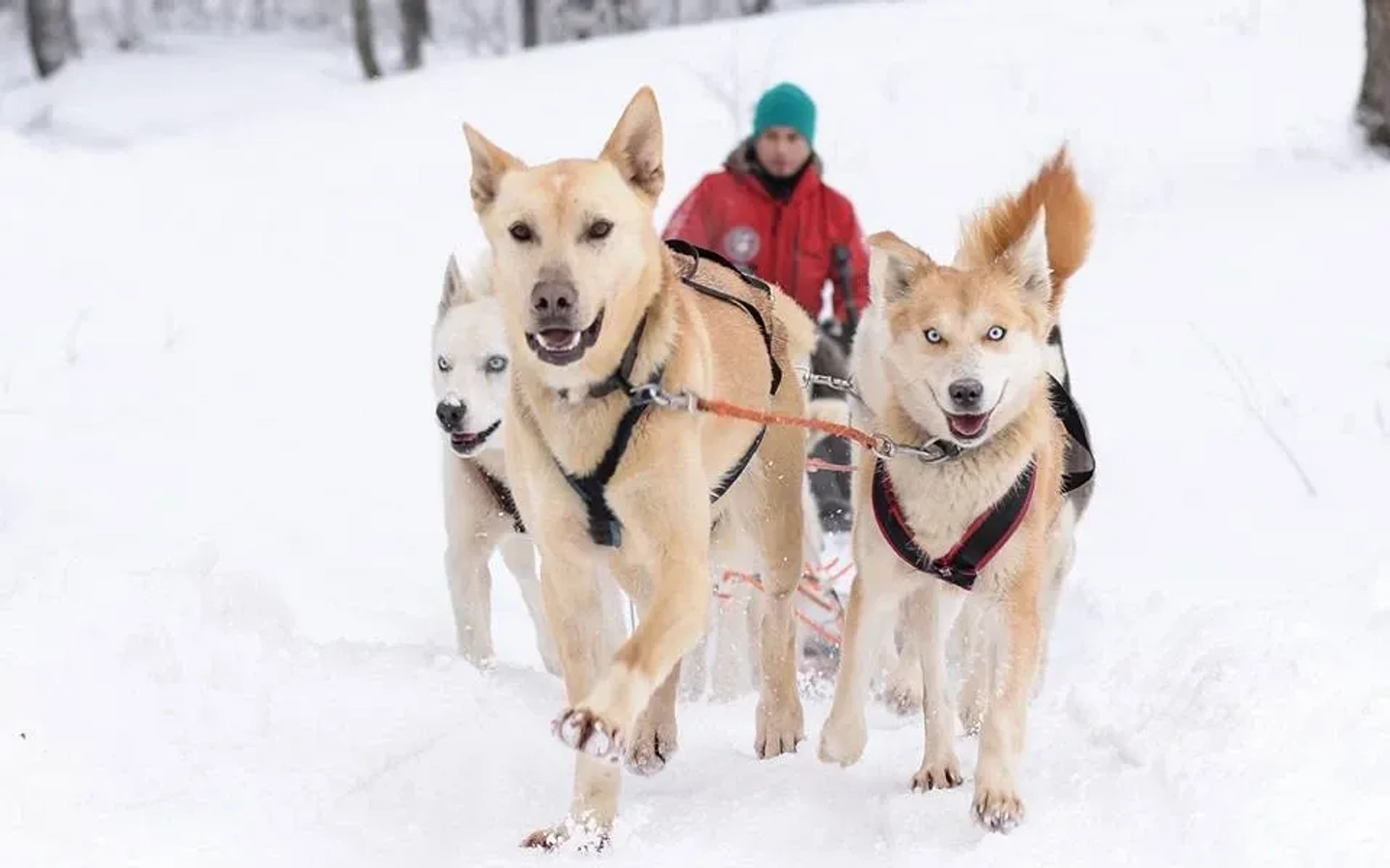 Trineos con Perros Huskies en Cerro Chapelco