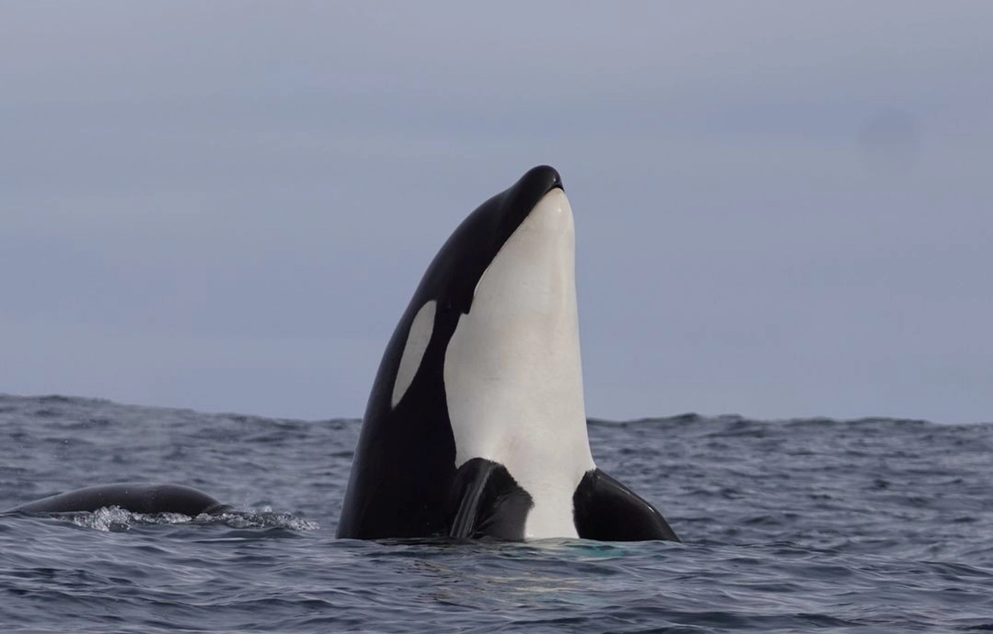 Avistamiento de Ballenas en Chañaral de Aceituno: Una Aventura Marina