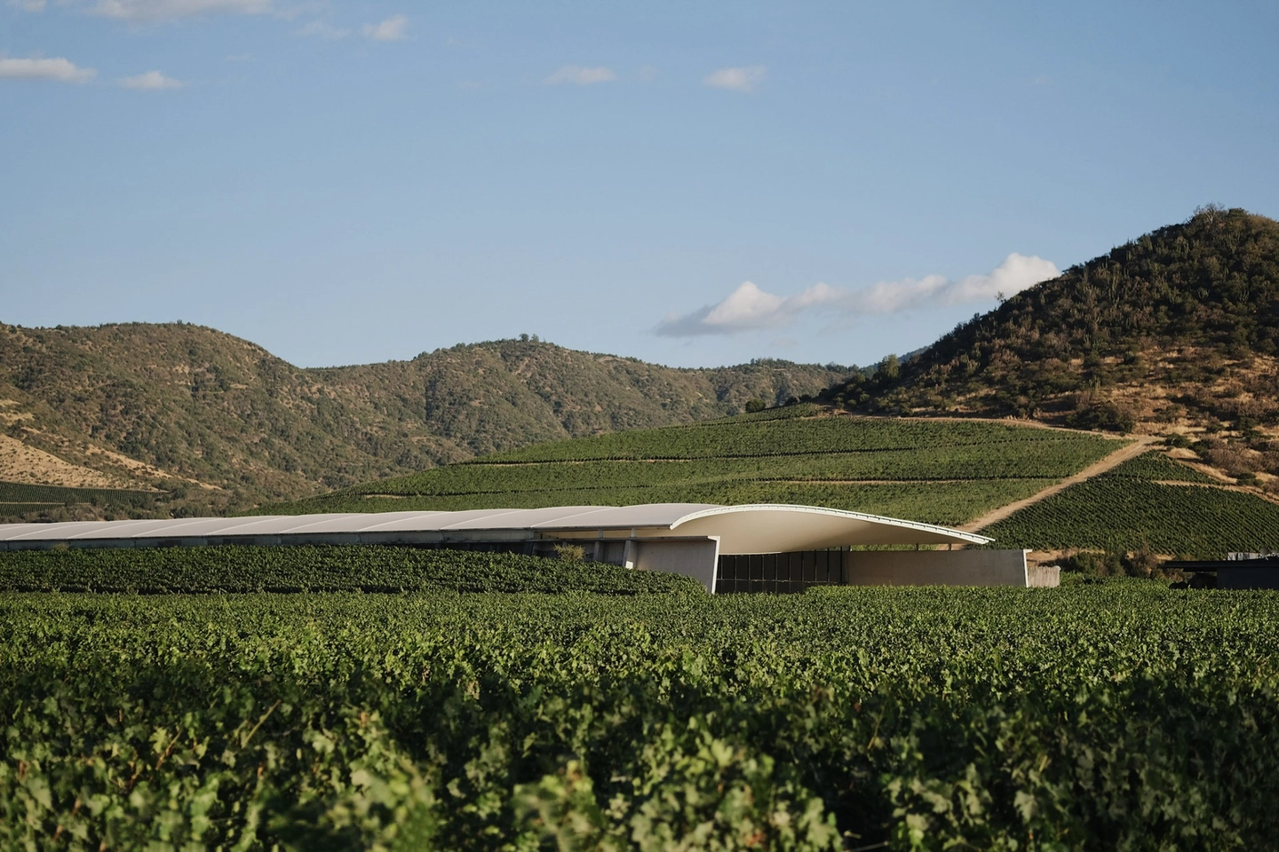 Bodega VIK: Arquitectura Vanguardista y Degustación Premium - Tour Exclusivo en Inglés