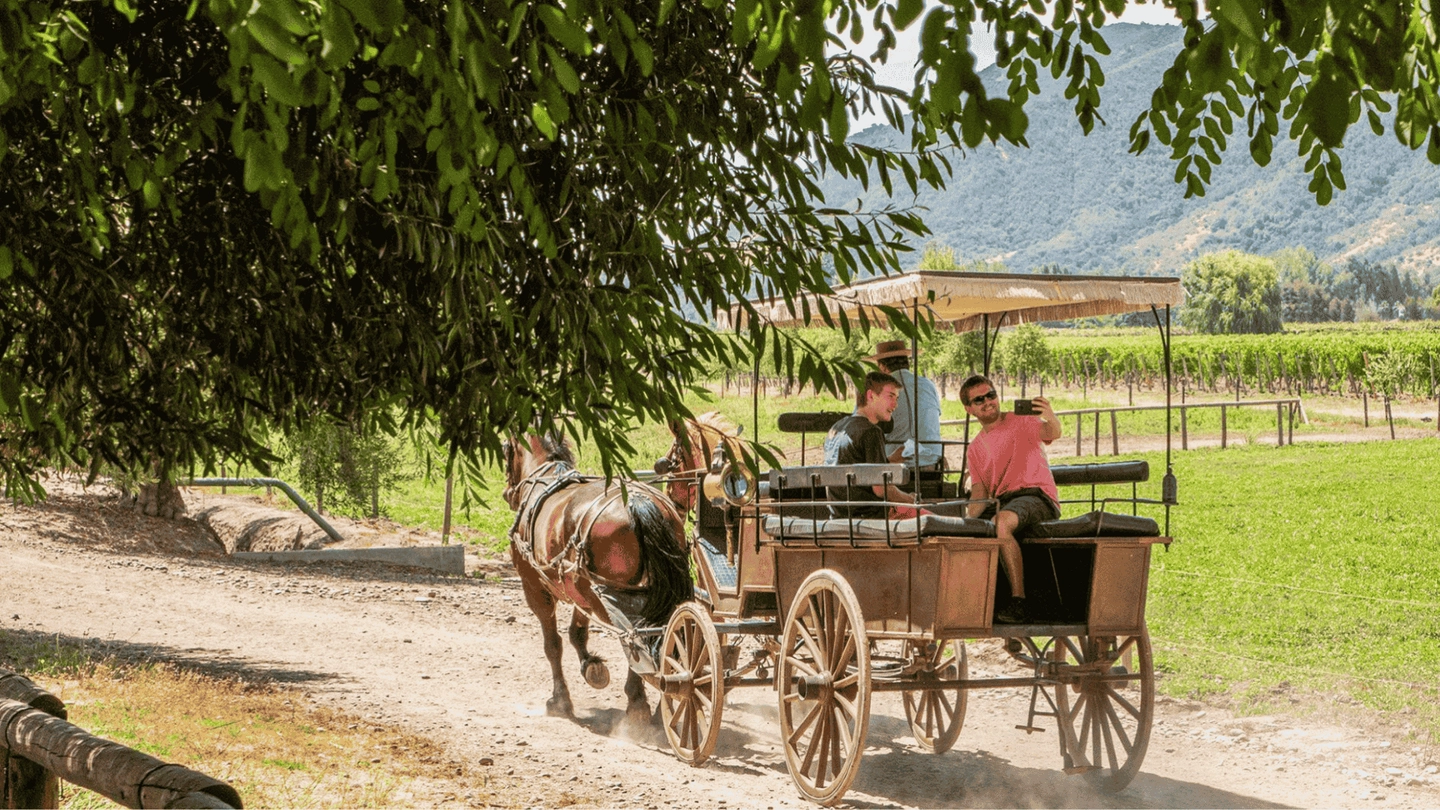 TOUR VINOS DE LUJO