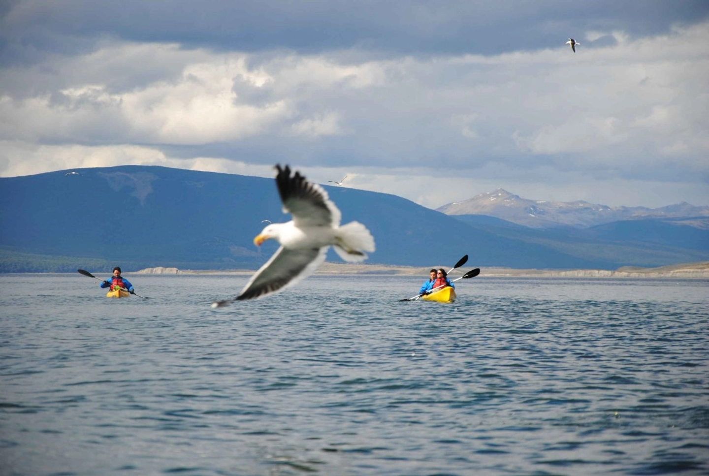 Kayak en el Canal Beagle: Aventura Única desde Puerto Williams