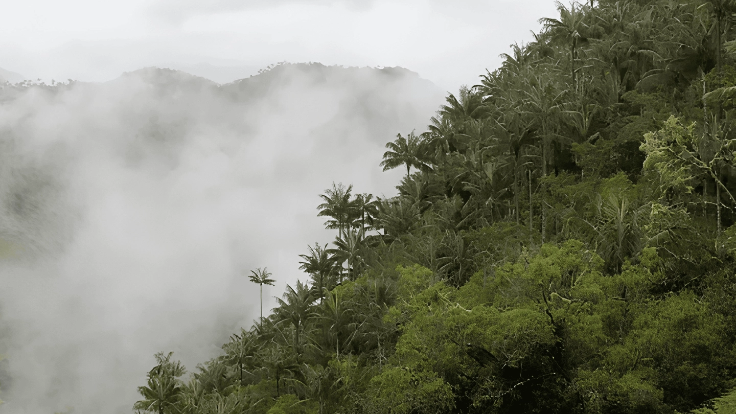 Ibagué Natural