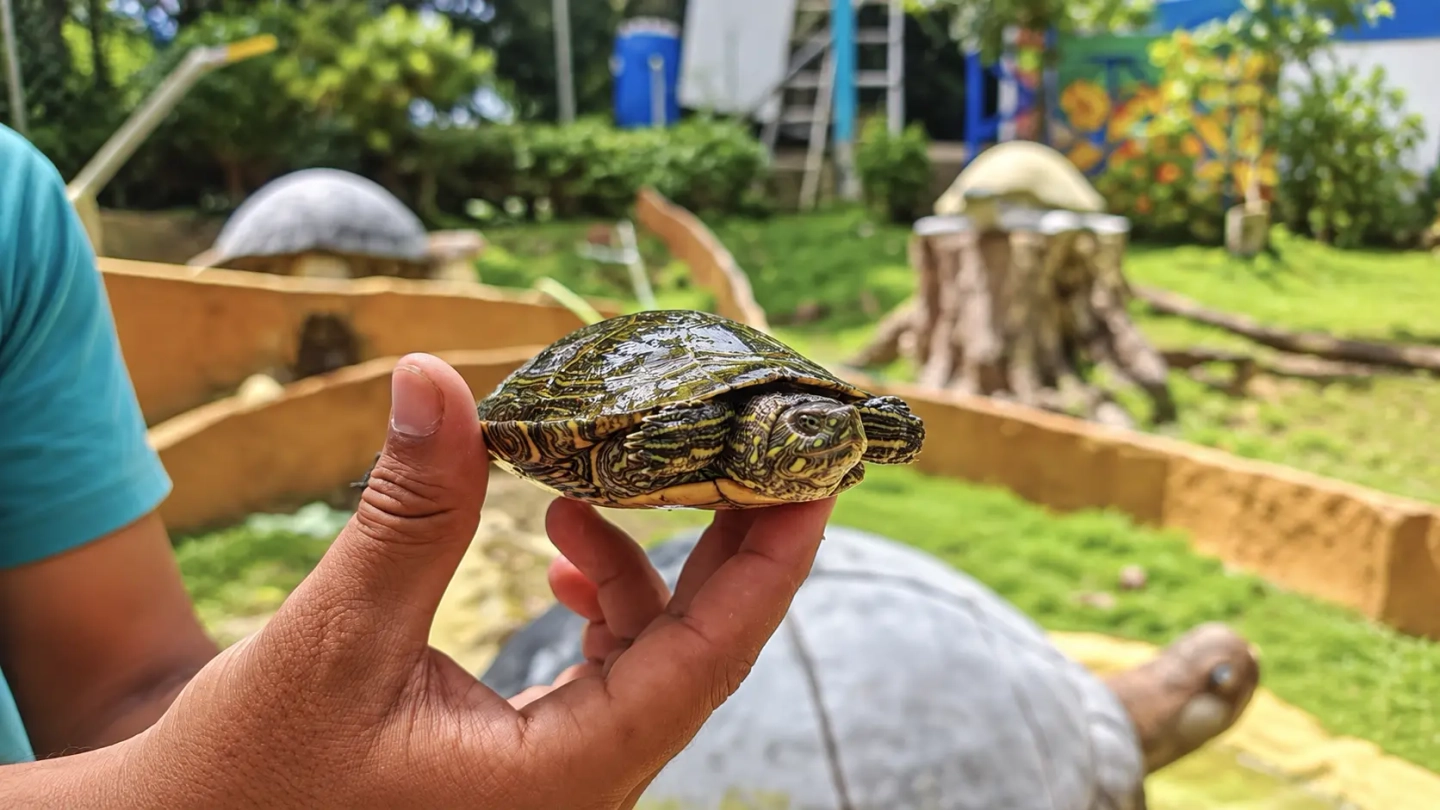 Liberación de tortugas