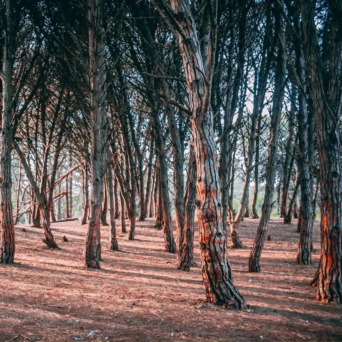 Excursión a Miramar y el Bosque Energético