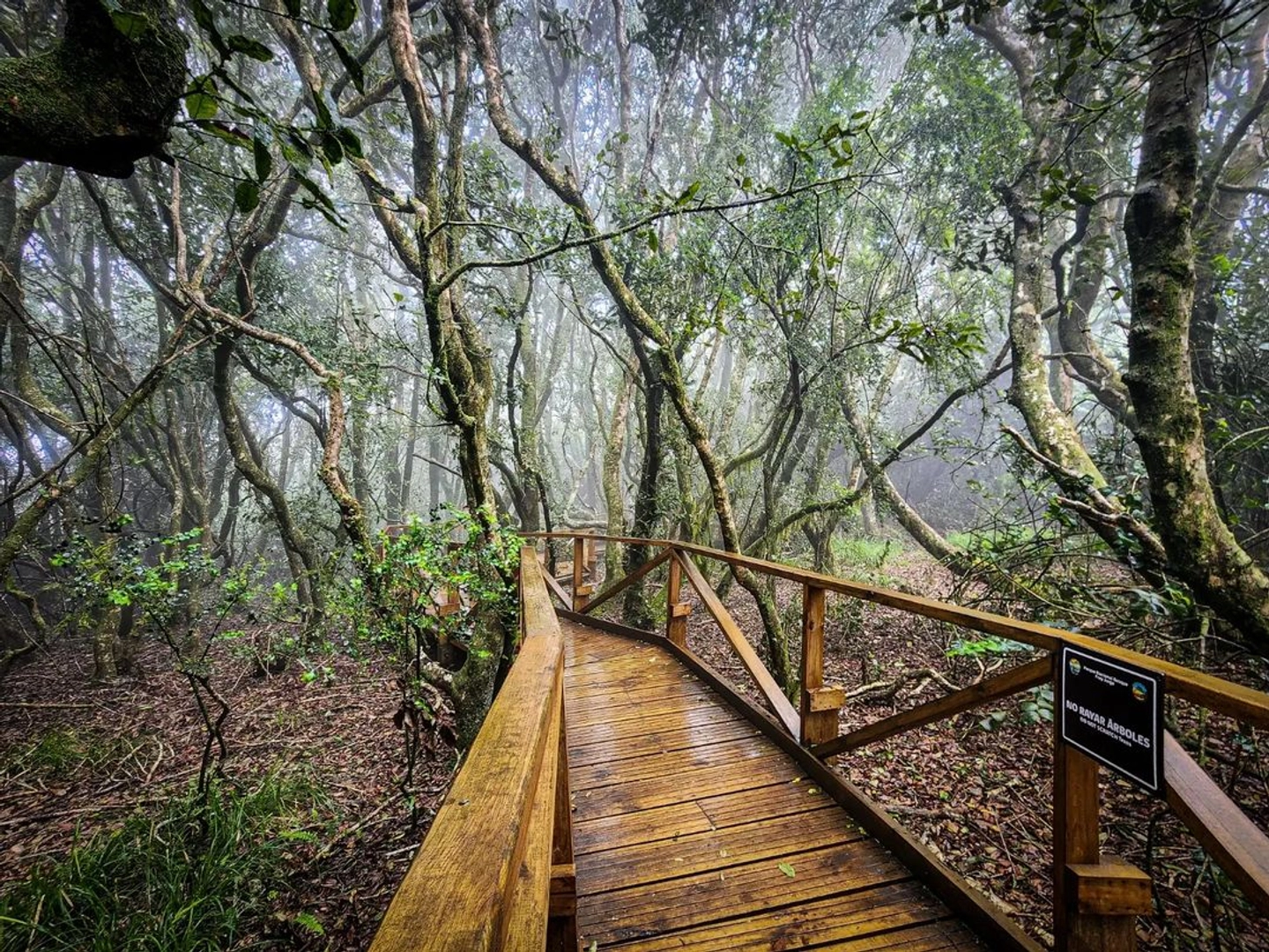 PARQUE NACIONAL BOSQUE FRAY JORGE